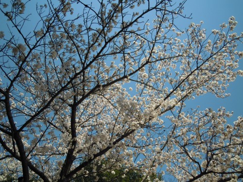 2011 spring 216