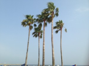 写真 (6)